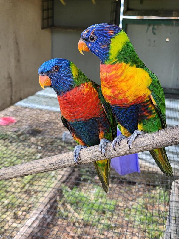 Jade rainbow lorikeet