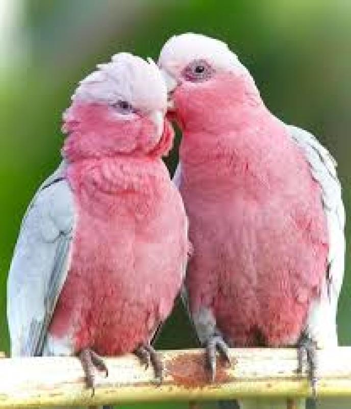 Female galah
