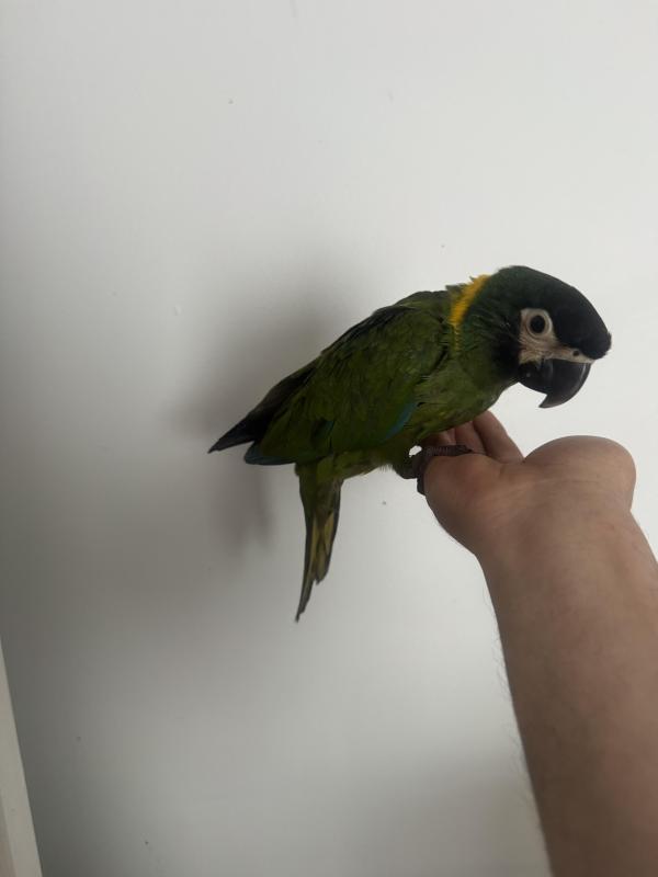 Hand raised yellow collar macaw dna sexed female