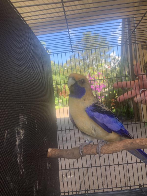 Blue crimson rosella