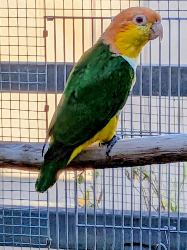 WHITE BELLIED CAIQUE HEN PROVEN BREEDER