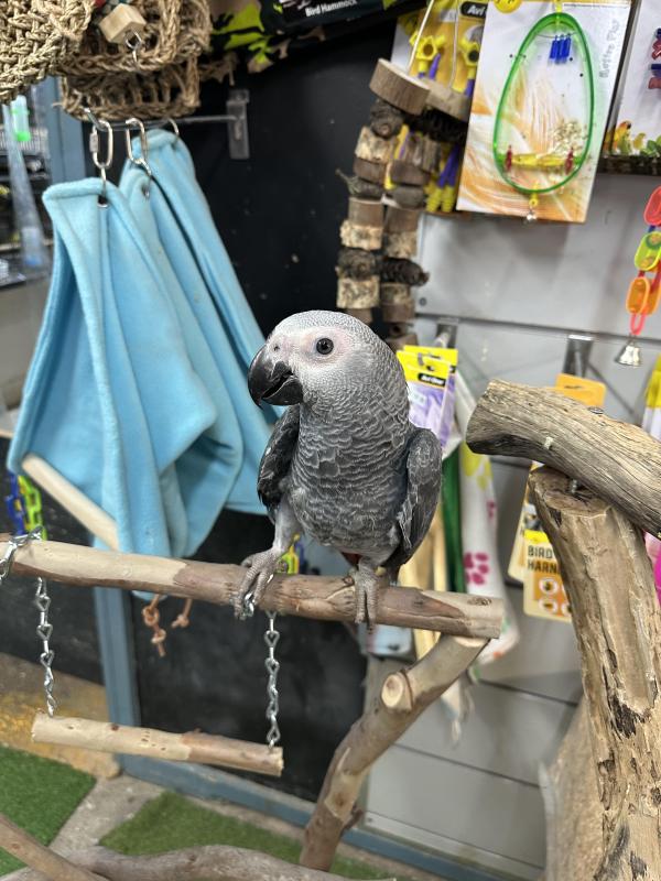 Handraised african grey DNA male and female !