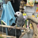 Handraised african grey DNA male and female !
