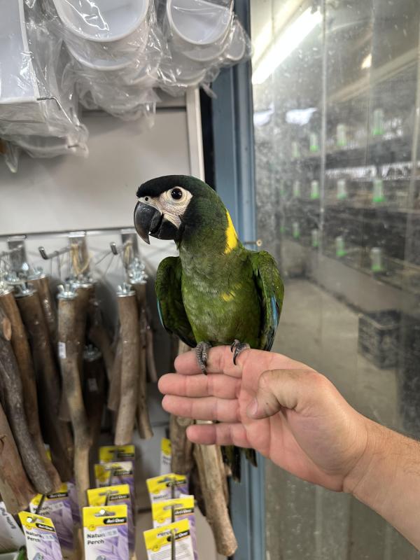 Handraised yellow collar macaw DNA Male