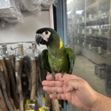 Handraised yellow collar macaw DNA Male