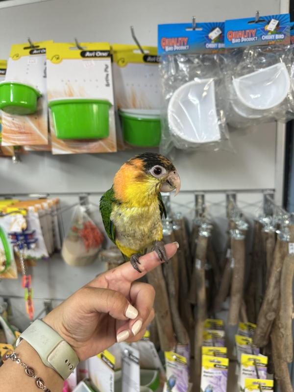 Handraised white bellied caique just weaned ! DNA Male