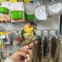 Handraised white bellied caique just weaned ! DNA Male