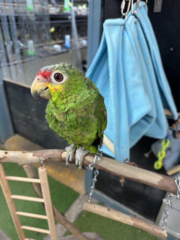 Handraised red lored Amazon DNA male