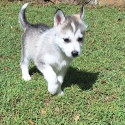 Siberian Husky Puppy