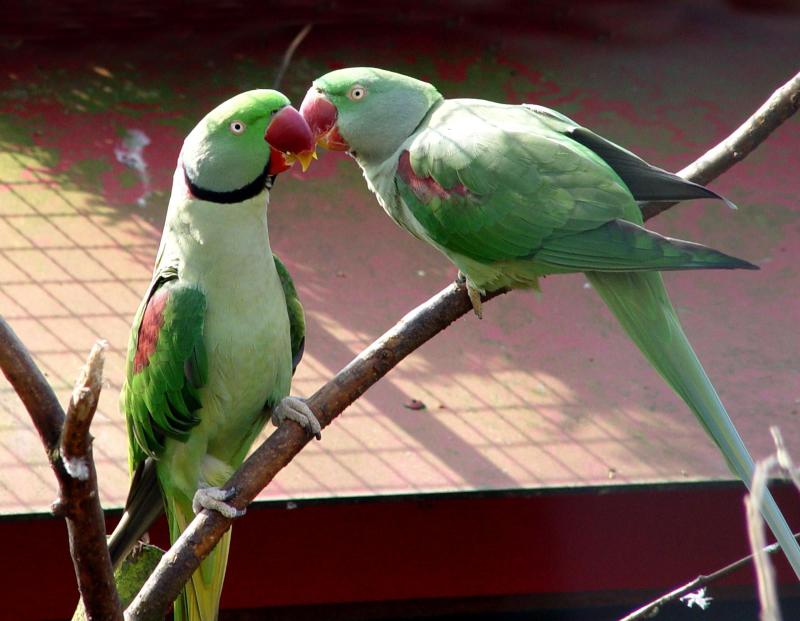 ALEXANDRINE PARROTS FOR SALE