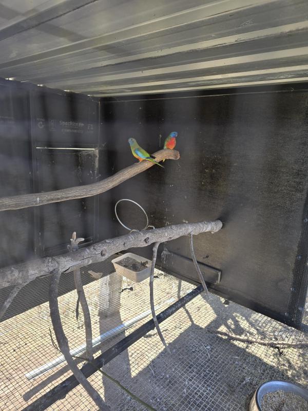 Scarlet chested parrots