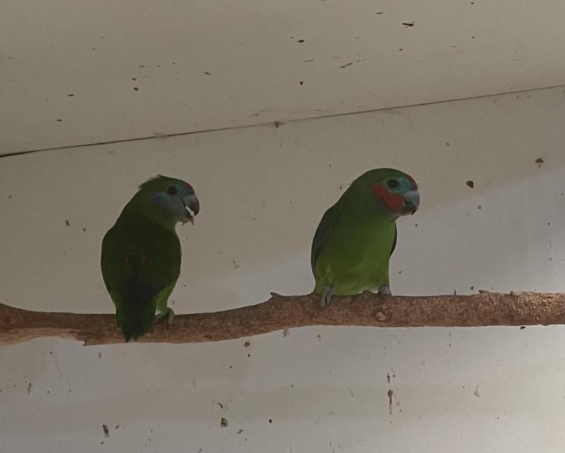 Fig Parrots breeding pair