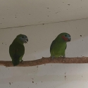 Fig Parrots breeding pair