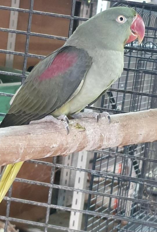 Alexandrine parrot