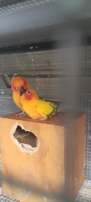 Sun conures