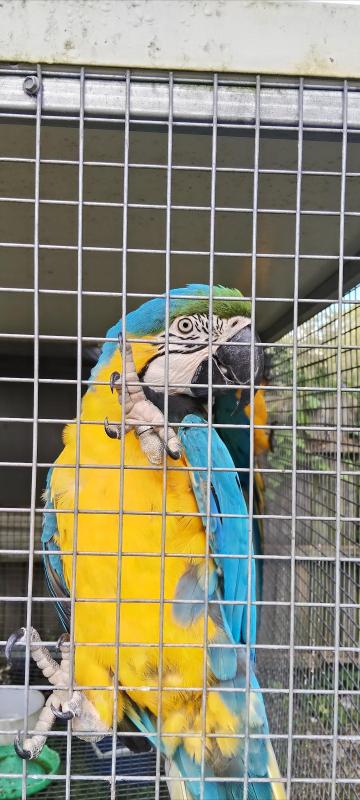 Bonded blue and gold macaws