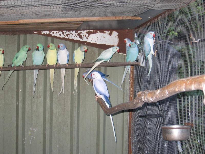 xxx Vics   Ringnecks  xxx