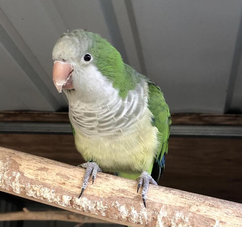 Quaker Green Split Lutino Cock