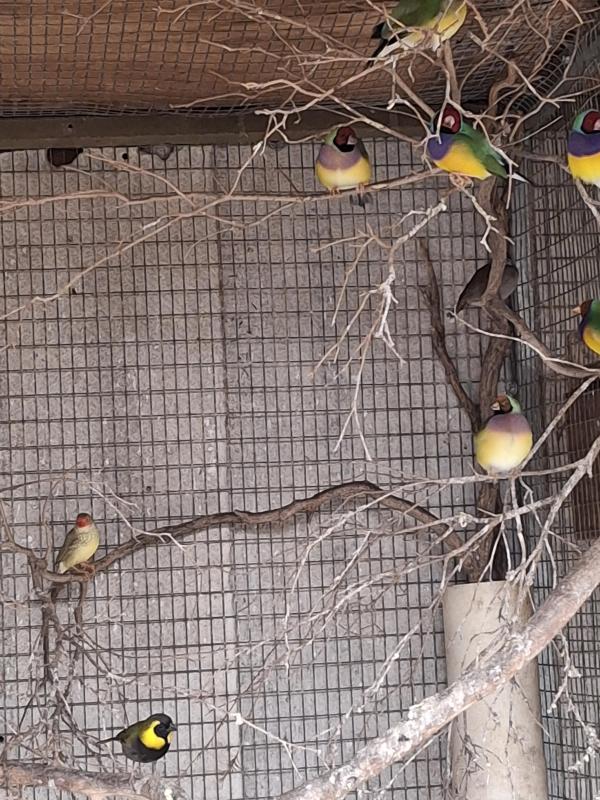 Downs Bird Breeders Asocc bird sale