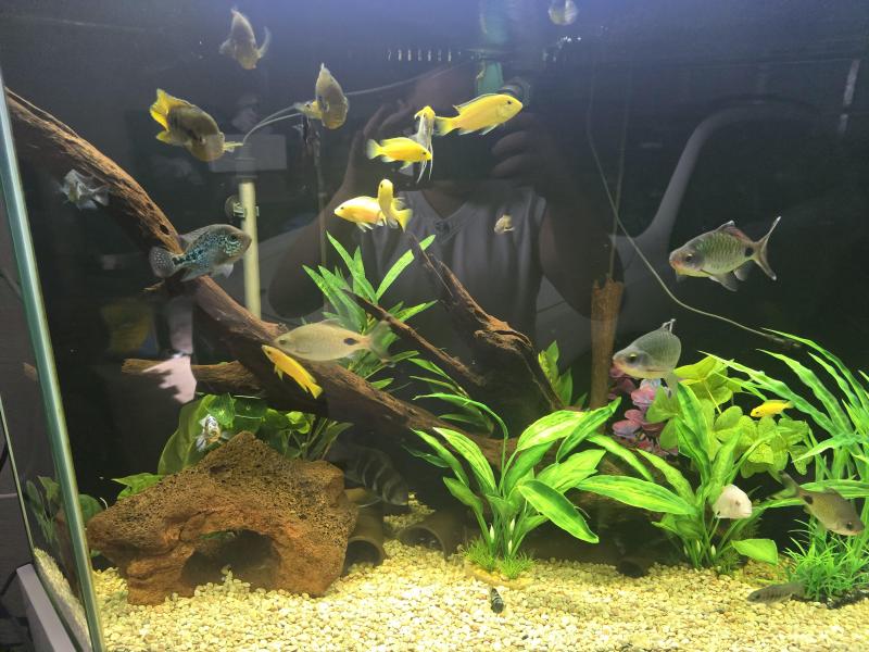 FS - mixed tropical fish