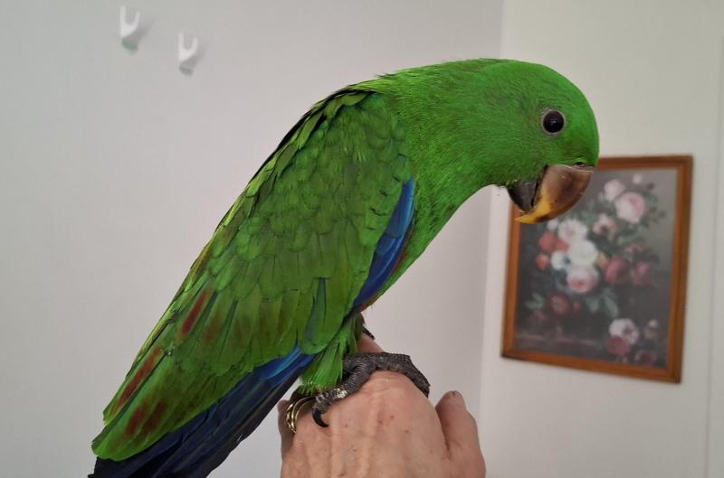 Male eclectus hand raised