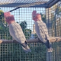 Split lutino galahs