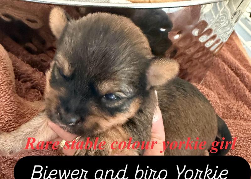 Very rare sable Yorkshire terrier girls
