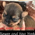 Very rare sable Yorkshire terrier girls