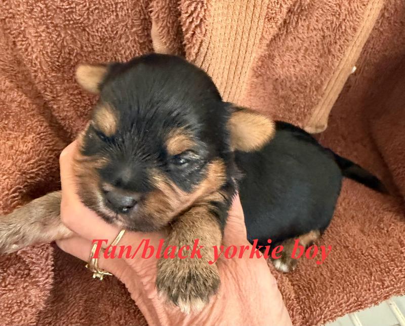 Yorkshire terrier puppy
