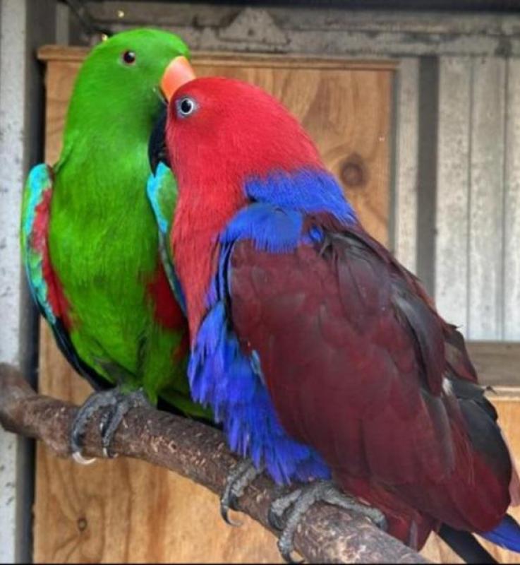 Eclectus pr
