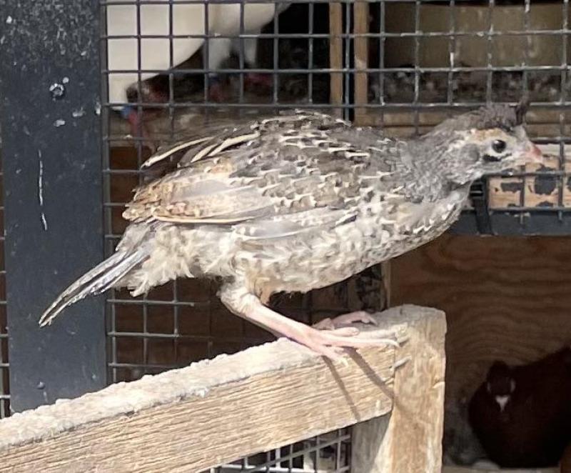 FS: CALIFORNIAN QUAIL-YOUNG-