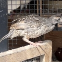 FS: CALIFORNIAN QUAIL-YOUNG-
