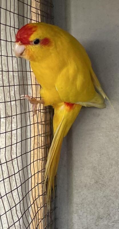 FS: BREEDING PAIR-KAKARIKI PARROTS-