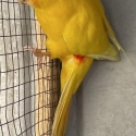 FS: BREEDING PAIR-KAKARIKI PARROTS-