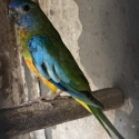 FS: SCARLET CHESTED PARROTS-YOUNG-