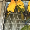 Sun Conure Parrots