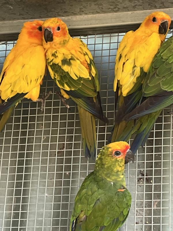 Sun Conure Parrots