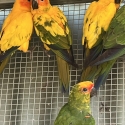 Sun Conure Parrots
