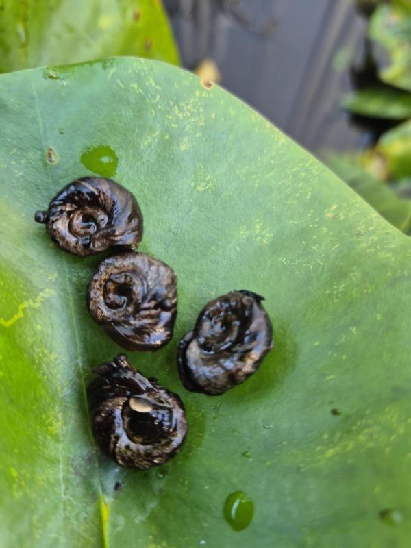 Rams horn snails in Reservoir 3073