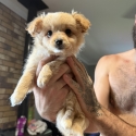 Tiny Pom x toy Cavoodle girl ready now