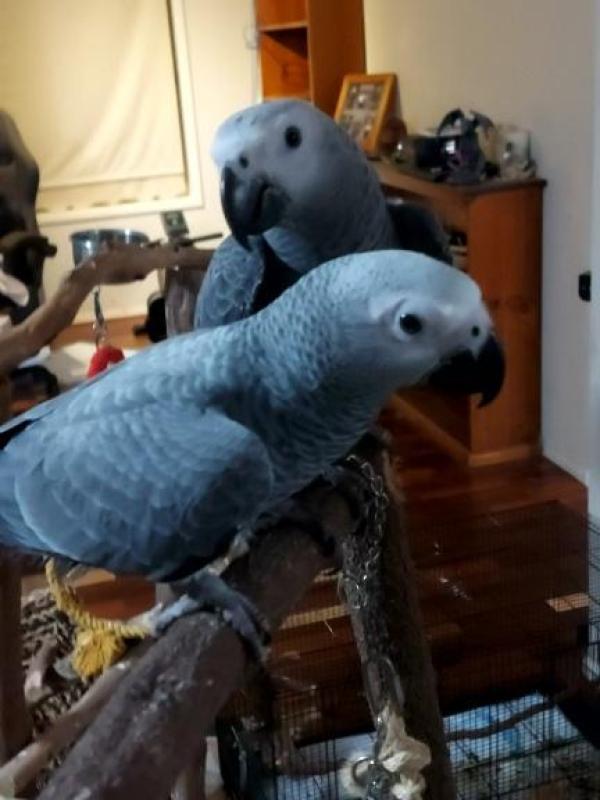 African Grey Parrots