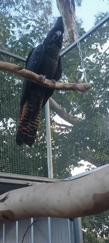 Male red tail cockatoo