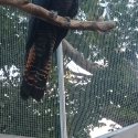 Male red tail cockatoo
