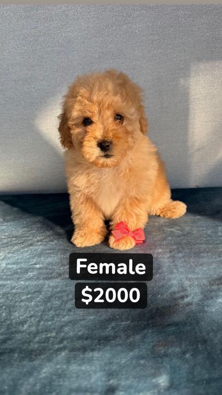 5 Absolutely Gorgeous Malshipoo Puppies
