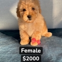 5 Absolutely Gorgeous Malshipoo Puppies