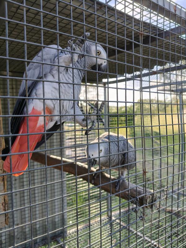 African grey pair