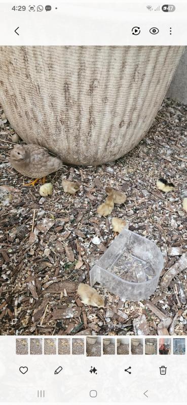 King quail pair with young
