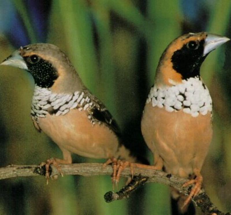 LTB Breeding Pair of Pictorellas