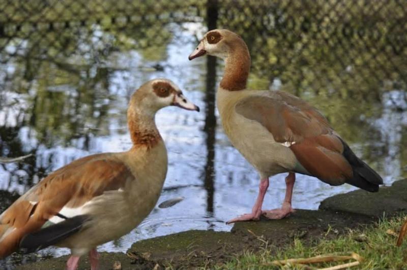 Egyptian Goose