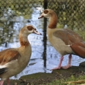 Egyptian Goose